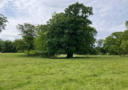 Oak Tree | Natural Capital | Galbraith
