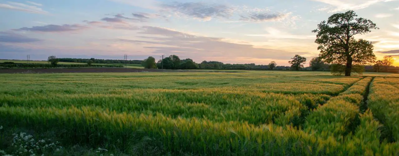 Simon Godfrey Field Sunset