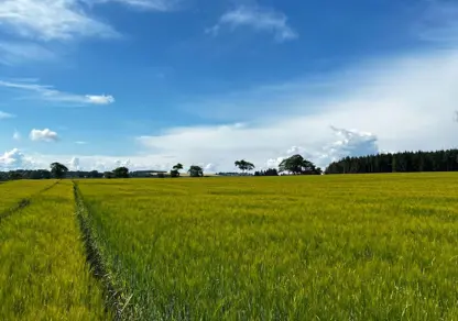 Natural Capital | Barley