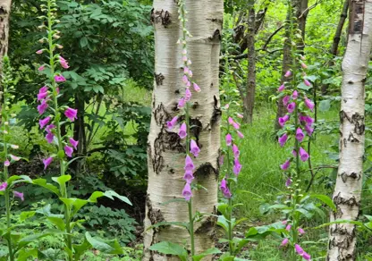 Natural Capital | James Lighton