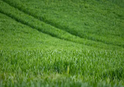 Wheat 7208997 1280 (1)